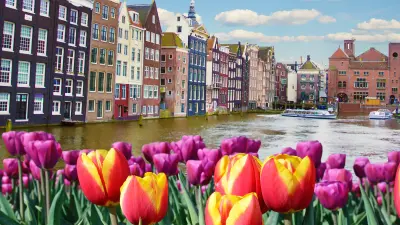 Tulips in front of a city scenery